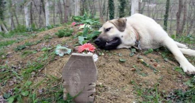  Köpeklerin sadıklığını kanıtlayan 10 kare