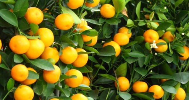  NARENCİYE ÜRETİCİLER BİRLİĞİ CYPFRUVEX'İN GELİRLERİNİ NEREYE HARCADIĞINI AÇIKLAMASINI İSTEDİ