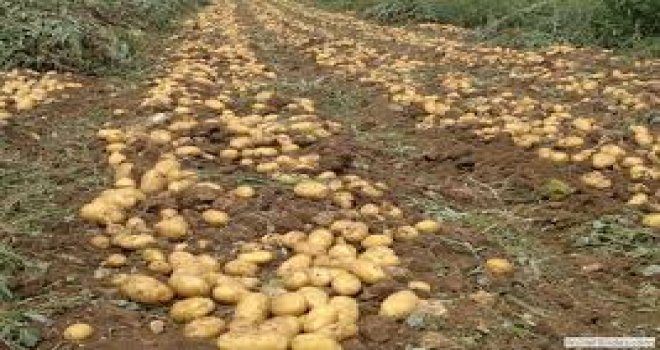  PATATES EKİMİ YAPILAN ARAZİLER YARINA KADAR GENEL TARIM SİGORTASI FONU’NA BEYAN EDİLMELİ