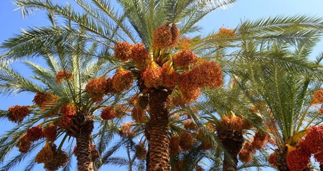 13. Lefke Hurma Festivali 6 Kasım’da yapılacak.