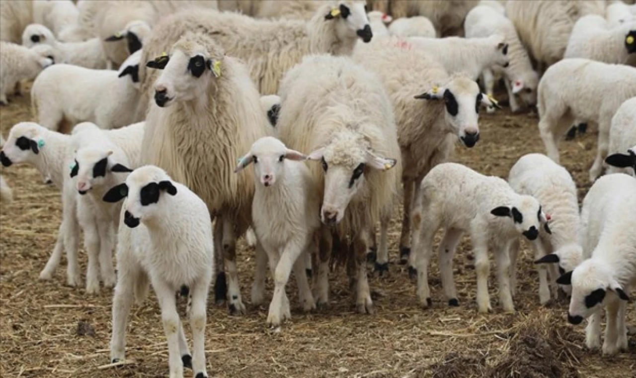 Karpaz Koruma Derneği Başkanı Çebi: “Küçükbaş hayvancıyı koruyacak acil önlemler alınmalı”