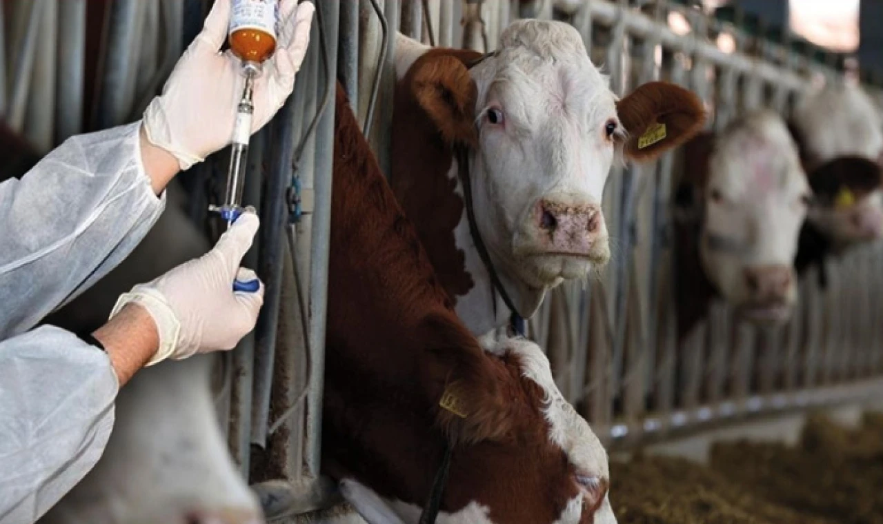 Güney Kıbrıs’a 50 bin doz şap aşısı daha: Toplamda 60 bin doz teslim edildi