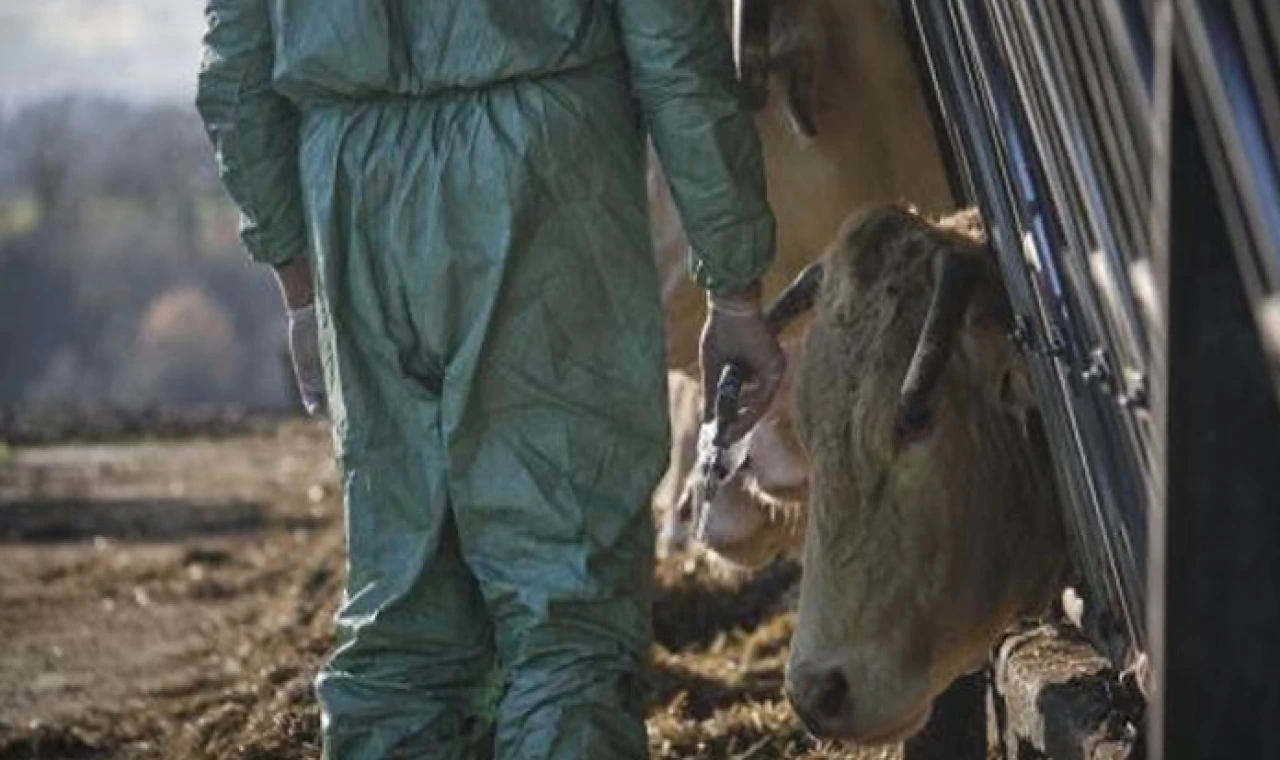 Güney’de Şap hastalığı için koordinasyon merkezi oluşturuldu