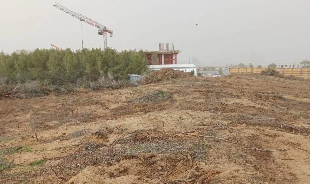 Yeşil Barış Hareketi: İskele’de denize sıfır 21 dönüm orman rant uğruna yok ediliyor