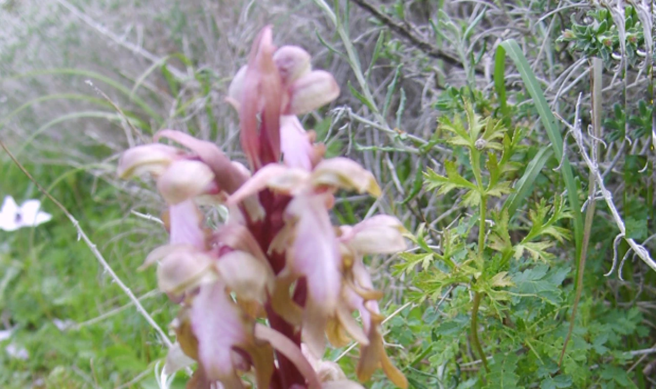 "14. Geleneksel Orkide Vadisi Gözlem Yürüyüşü" pazar günü yapılacak