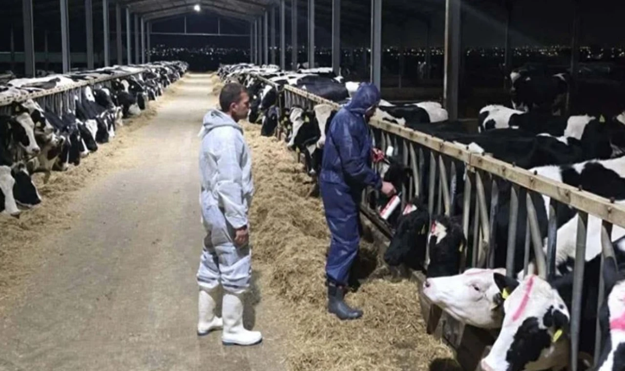 Güney’de şap hastalığında vakalar giderek çoğalıyor