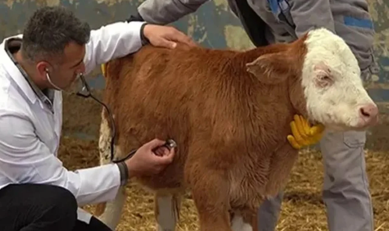 Şap hastalığı konusunda KKTC’de izlenen farklı tutum AB Komisyonu’nun gündemine getirildi