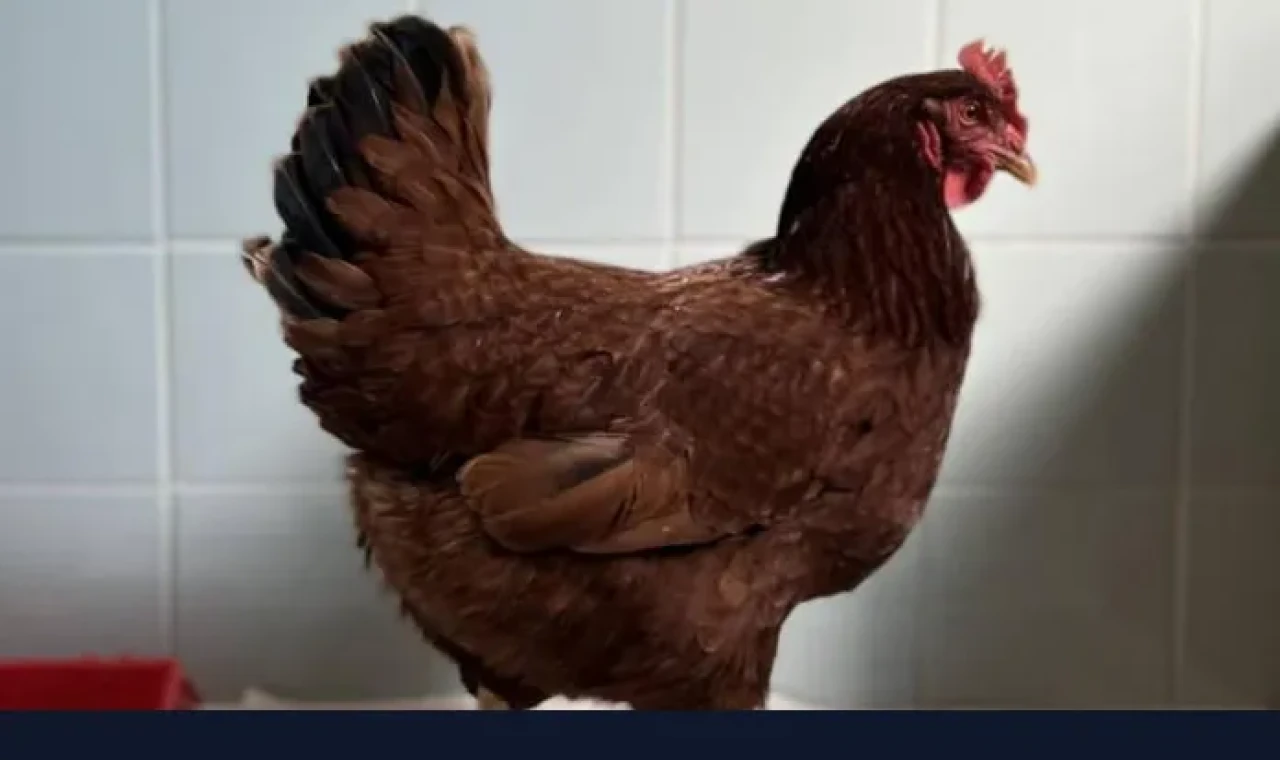 Batı Nil virüsüne karşı tavuklar erken uyarı sistemi olarak kullanılıyor
