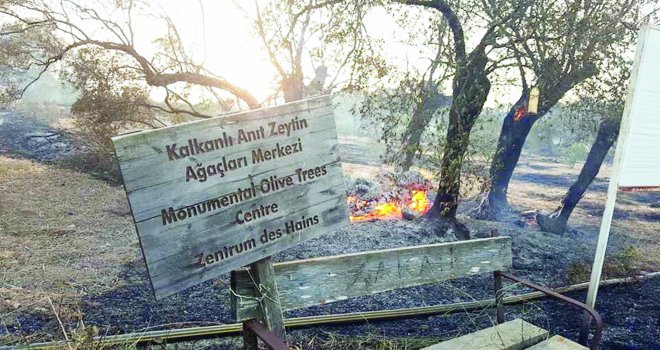 500 yıllık zeytin ağaçları da kül oldu