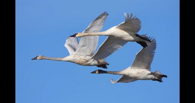 9 Mayıs Dünya Göçmen Kuşlar Günü… Yeşil Barış Hareketi: “Kuşlar Bizi Birbirimize Bağlar”