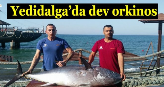 95 kiloluk dev bir Orkinos balığı yakaladı