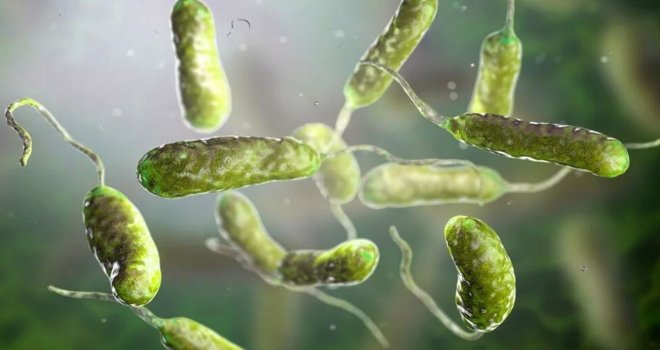 ABD'de et yiyen bakteri alarmı: Vaka sayıları katlanarak artıyor