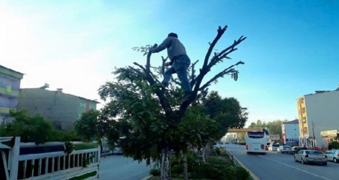 AĞAÇ BUDAMASI NEDENİYLE ELEKTRİK KESİK OLACAK