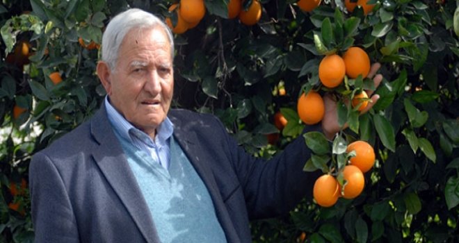 Akçın:Narenciye üreticisi perişan