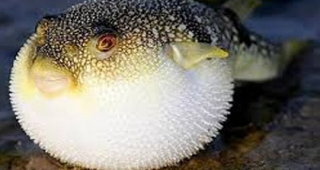 Akdeniz ülkeleri tropikleşiyor, zehirli balıklar çoğalıyor!