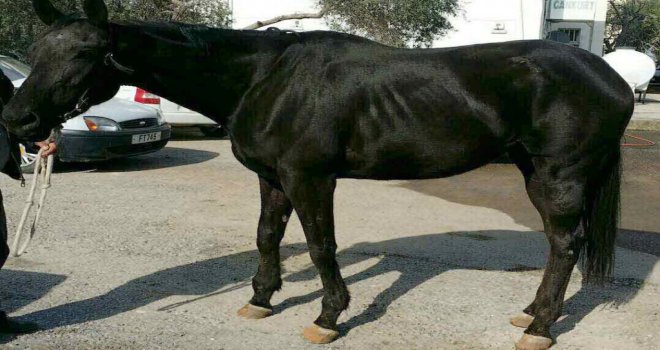 Akdoğan’da şüpheli gördükleri trollide kaçak İngiliz atı yakalandı