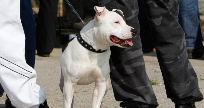 Belçika’da köpek saldırısına uğrayan bebeğin kolu ve bacağı kesildi