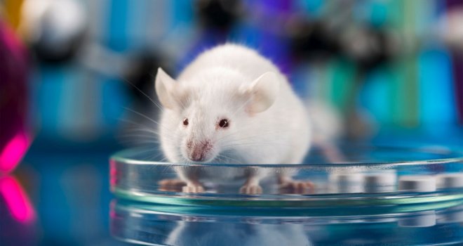 Bilim insanları abur cubur yiyen farelerde kilo alımını önleyen ilaç geliştirdi