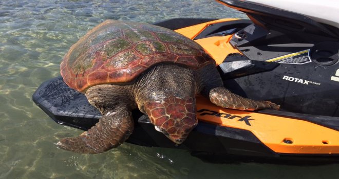 Caretta'nın ölüm sebebi