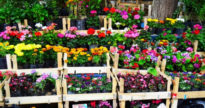 Çiçekçiler Anneler Günü'nde 'adrese teslim' şeklinde çalışacak