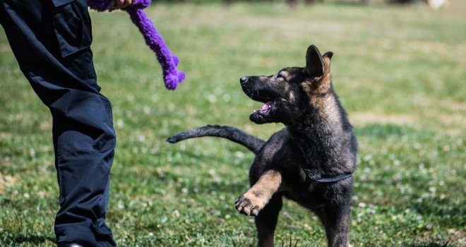 Çin'de klon köpekler göreve başladı