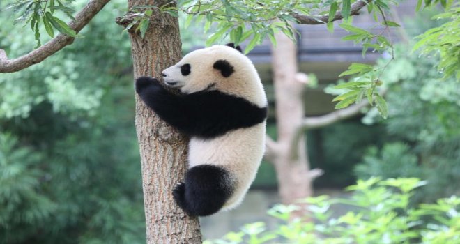 ÇİN’İN DİPLOMAT PANDALARI ENDONEZYA’DA