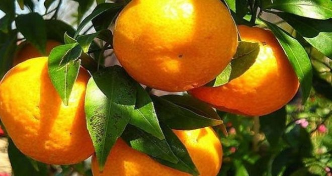 CYPFRUVEX”TEN MANDORA (KİNG) MANDALİN ÜRETİCİLERİNE SON DUYURU