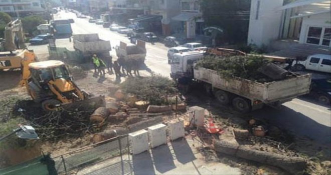 Dereboyu'nda Ağaç Katliamı