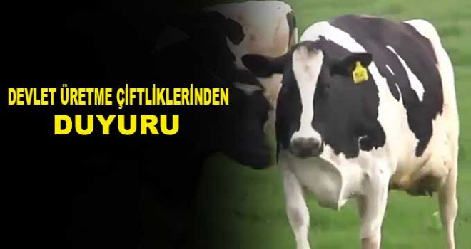 DEVLET ÜRETME ÇİFTLİKLERİ DAİRESİ’NDEN KASAPLIK HAYVAN SATIŞI