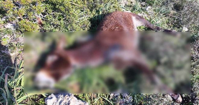 Dipkarpaz'da eşeklerin katledilmesine ilişkin 4 kişi tutuklandı!