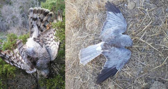 Doğa teröristleri katliam yaptı