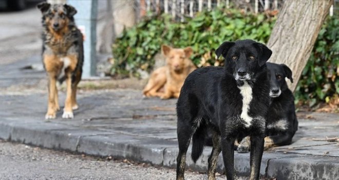 DSÖ: Kuduz vakalarının yüzde 99'u sahipsiz köpek kaynaklı