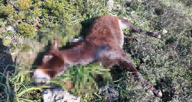 Eşek katliamı zanlılarına 5'er gün daha tutukluluk verildi