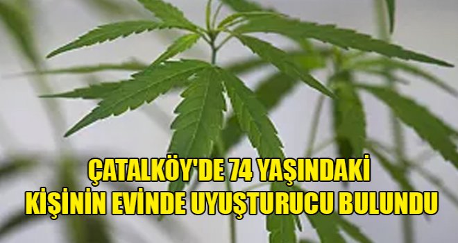 Evinde ekili hintkeneviri bitkisi bulundu