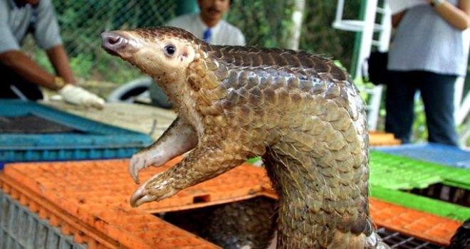 Gabon'da Covid-19 bulaştırdıkları gerekçesiyle pangolin ve yarasanın tüketim ve satışları yasaklandı