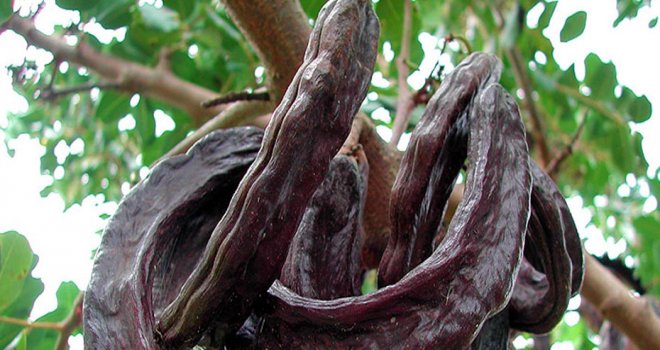Gazimağusa’da harup hasadı 14 Ağustos’ta başlayacak