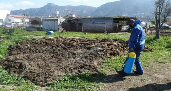 Girne Belediyesi, "Sağlıklı Bir Çevre ve Sineksiz Bir Girne" için çalışmalarına devam ediyor