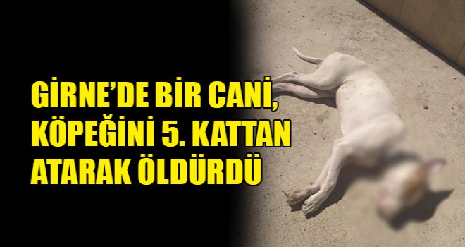 Girne'de hayvan cinayeti