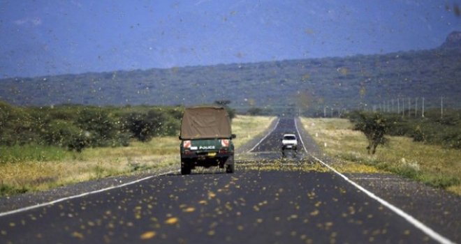 Günde 150 km hızla ilerliyorlar: Çekirge istilalarının temel sebebi küresel ısınma