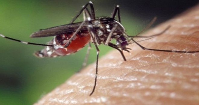 Güney Kıbrıs’ta bulaşıcı hastalık yayan “Aedes aegypti” türü sivrisinek tespit edildi