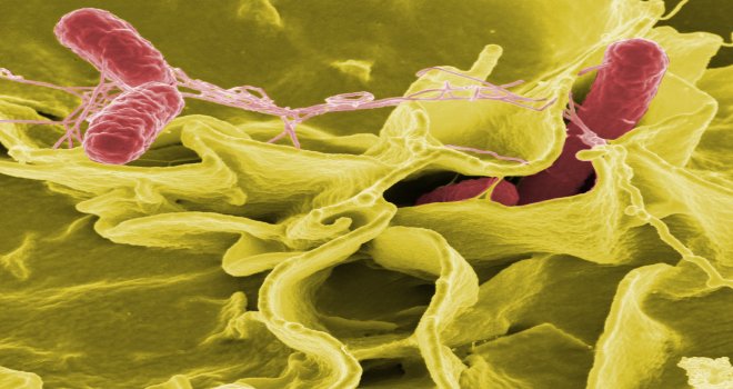Güney'de Et Ürünlerinde Salmonella Ve Listeria Bakterileri Bulundu