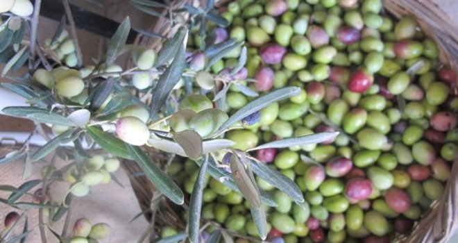 GÜZELYURT’TA ZEYTİN HASADI TARİHLERİ AÇIKLANDI