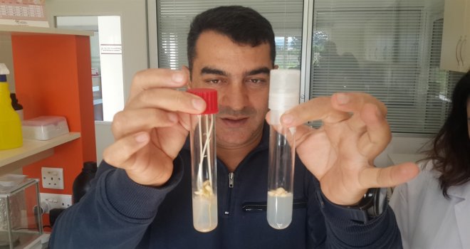 HASTALIKLARDAN ARI NARENCİYE FİDESİ YETİŞTİRİLİYOR... 