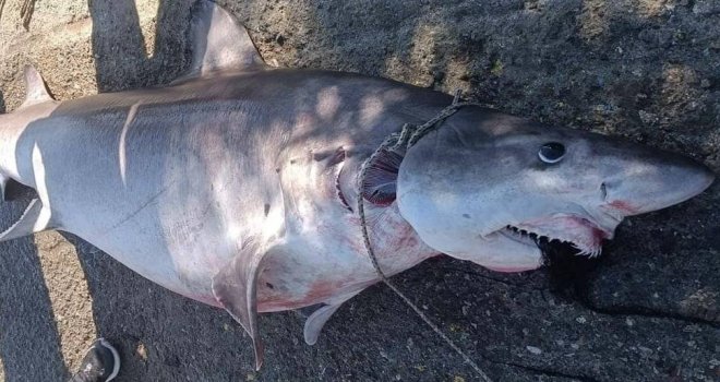 Hayvancılık Dairesi: Akdeniz'deki köpek balıklarının korunması büyük önem arz ediyor