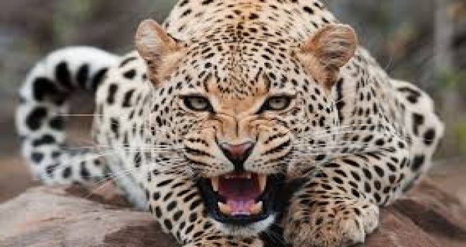 HİNDİSTAN'DA LEOPARLAR 3 ÇOCUĞU ÖLDÜRDÜ