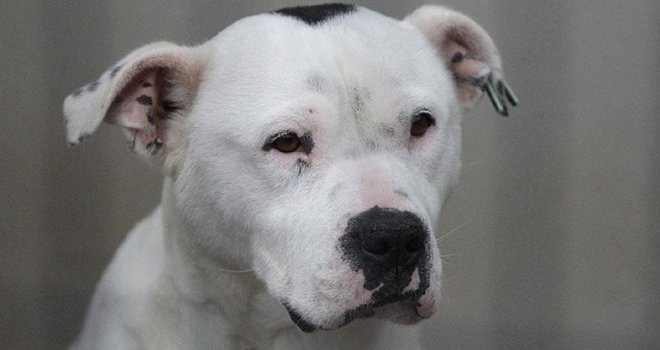 Hollanda'da köpek dövüştürenlere 9 ay hapis