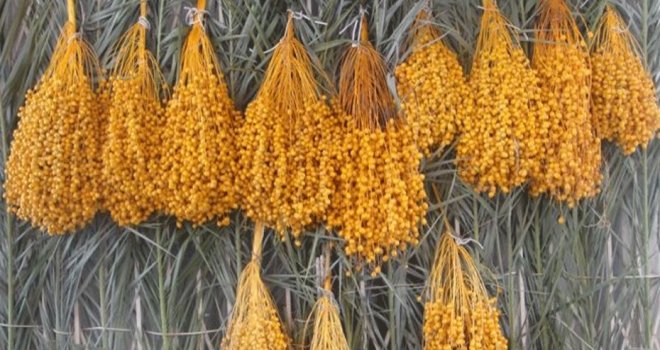 Hurma Festivali bugün başlıyor