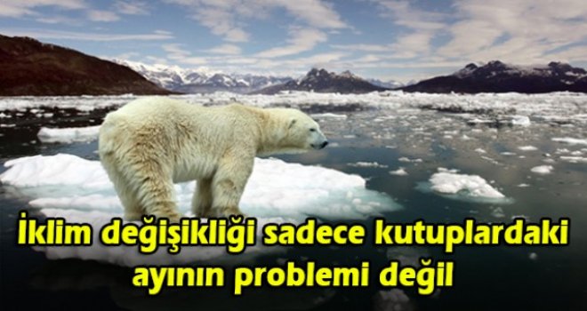 İklim değişikliği sadece kutuplardaki ayının problemi değil