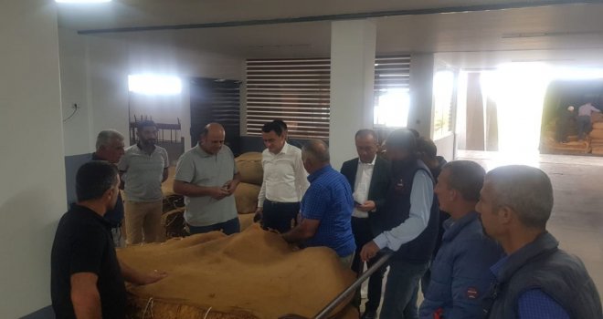 İlk Mesarya tütünü Karpaz Tütün Kooperatifi'ne teslim edildi