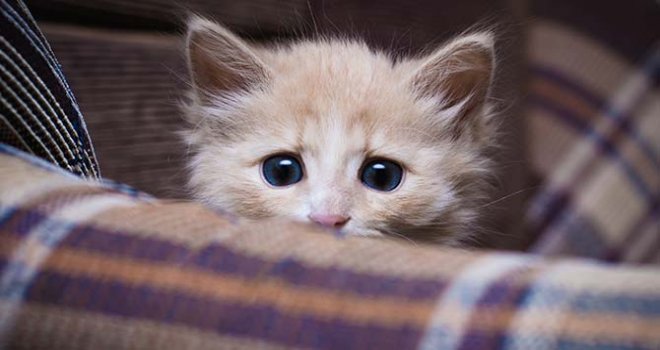 İNGİLİZ POLİSİ SERİ KEDİ KATİLİNİN PEŞİNDE